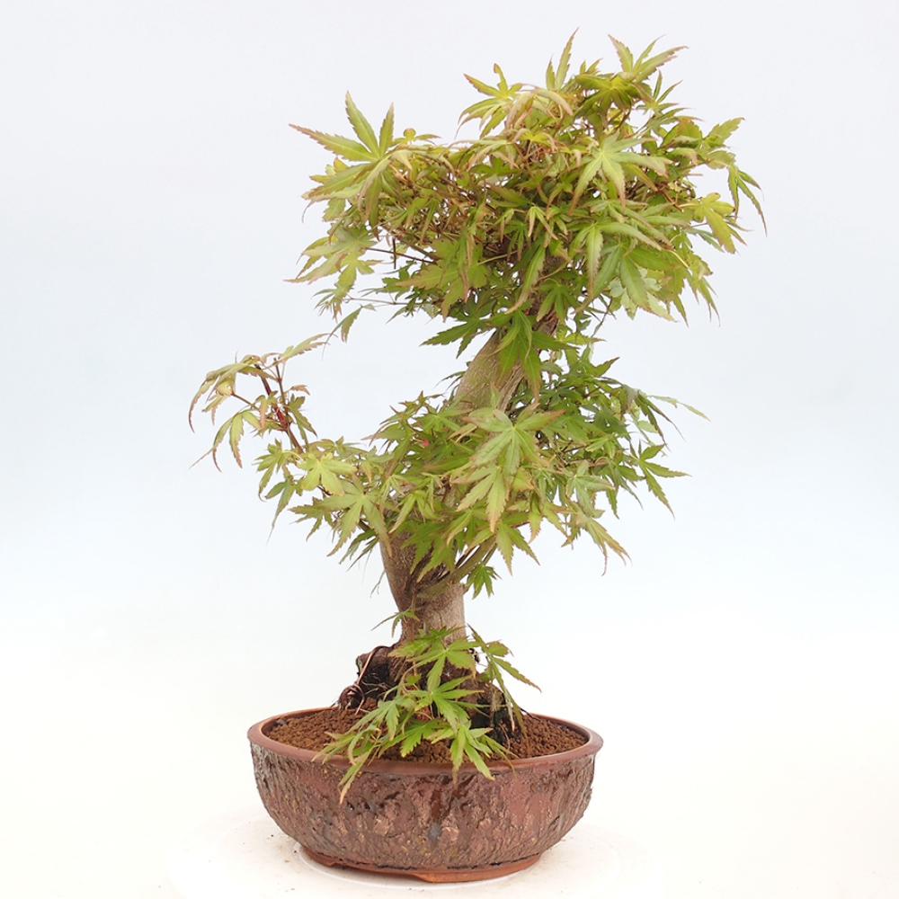 Bonsai im Freien - Acer palmatum - Auburn Ahorn