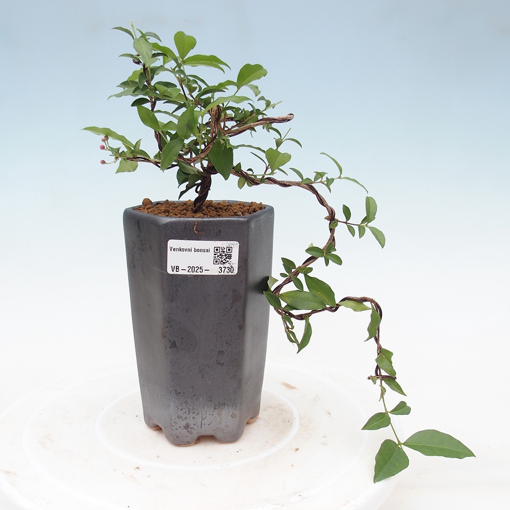 Zimmer Bonsai - Kirsche Malpighia coccigera- Barbdorská