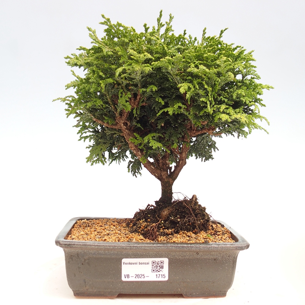 Bonsai im Freien - Cham.pis Parslori - Zypresse