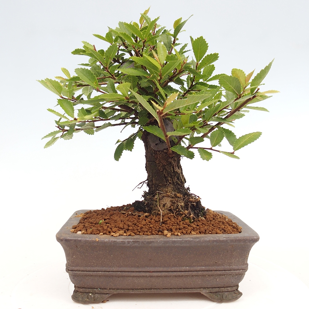 Bonsai im Freien - Zelkova - Zelkova NIRE