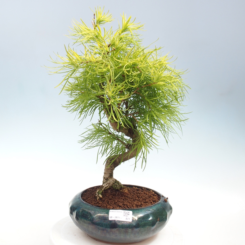 Bonsai im Freien - Löwenzahn - Pseudolarix amabis