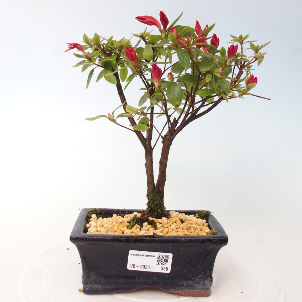 Bonsai für draußen - Japanische Azalee - Azalea sp.