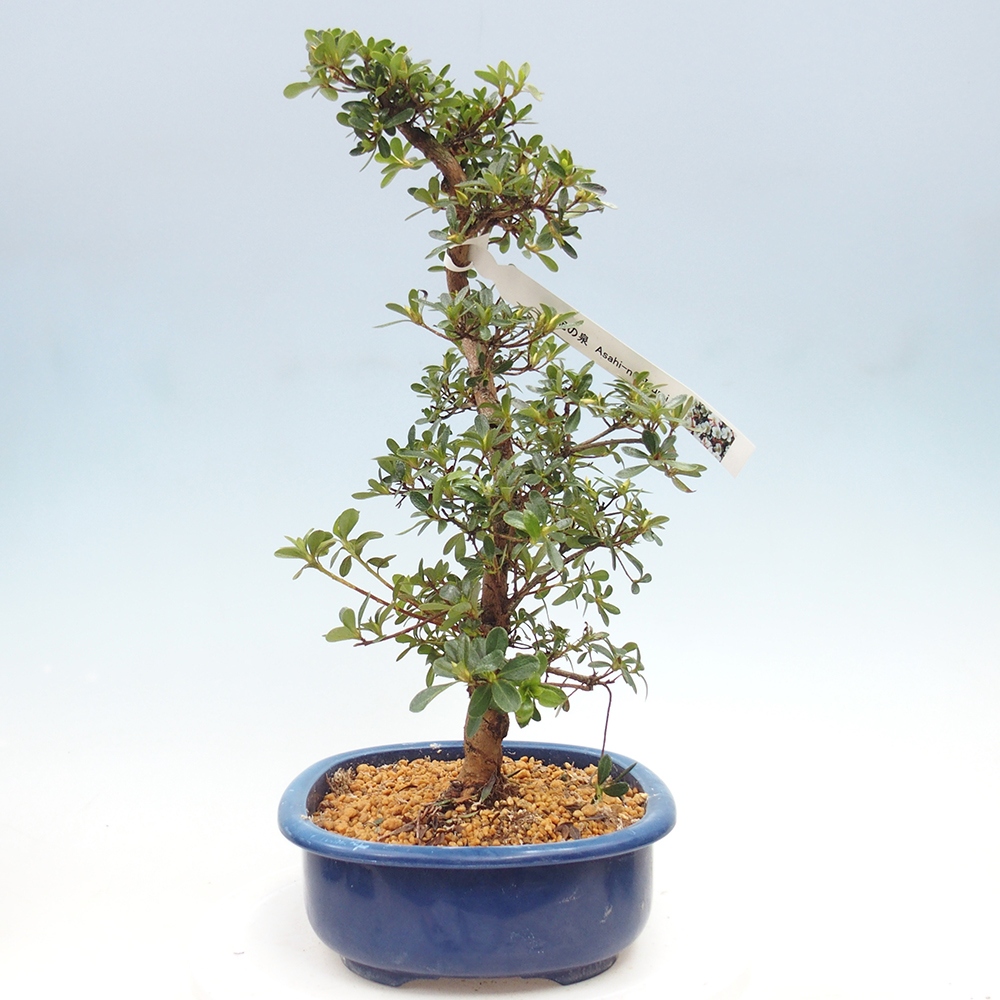 Bonsai für draußen - Japanische Azalee - Azalee Asahi-no-izumi