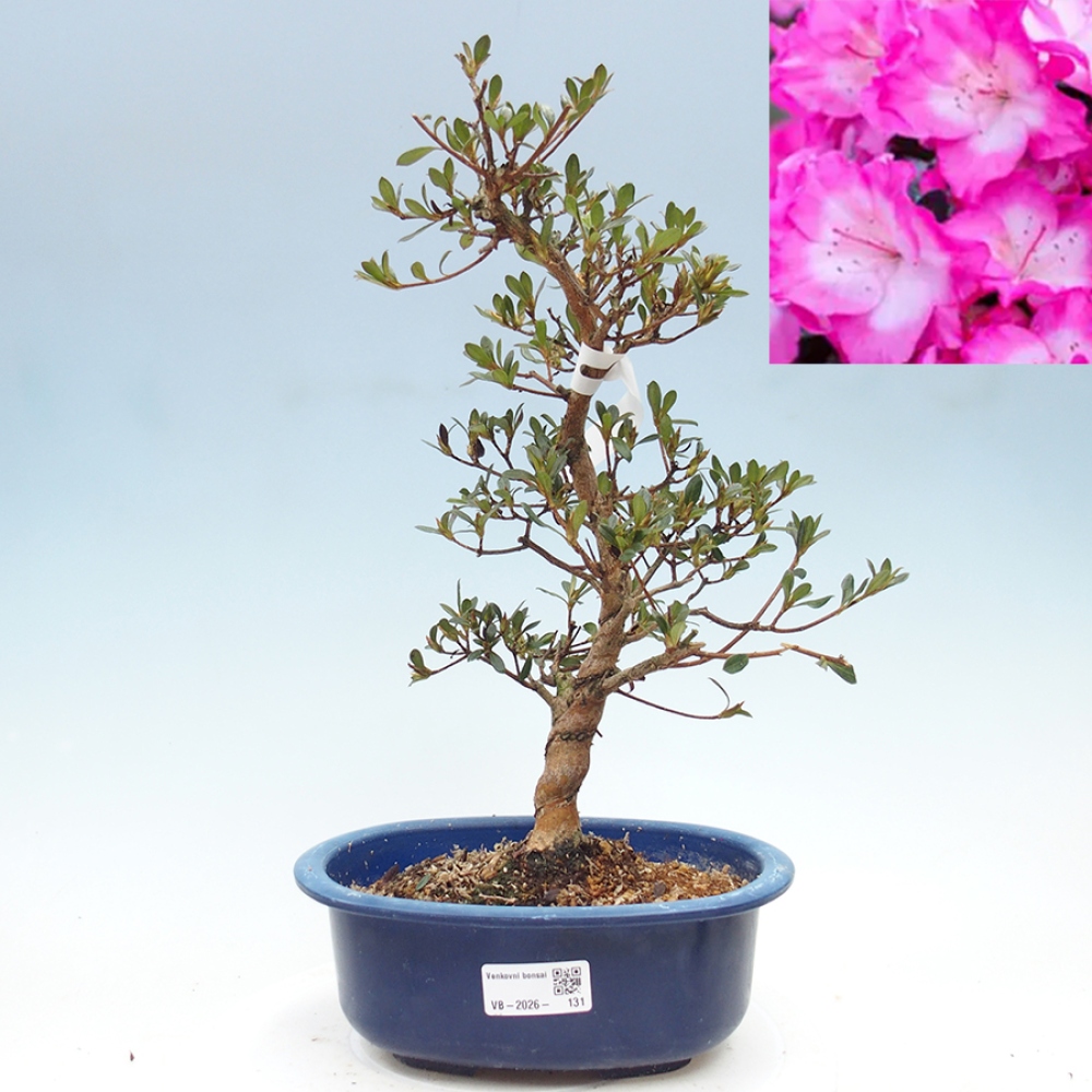 Bonsai für draußen - Japanische Azalee - Azalea Mio