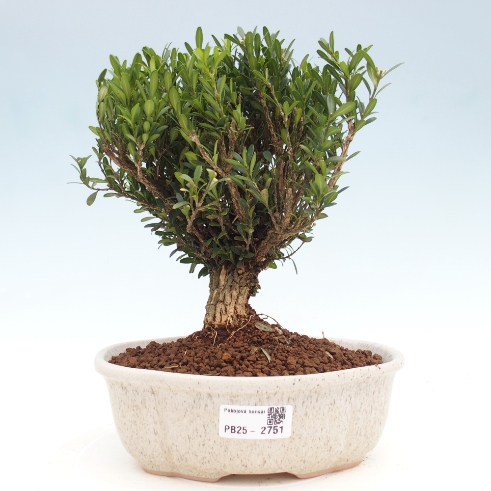 Innenbonsai - Buxus harlandii - Korkbuchsbaum