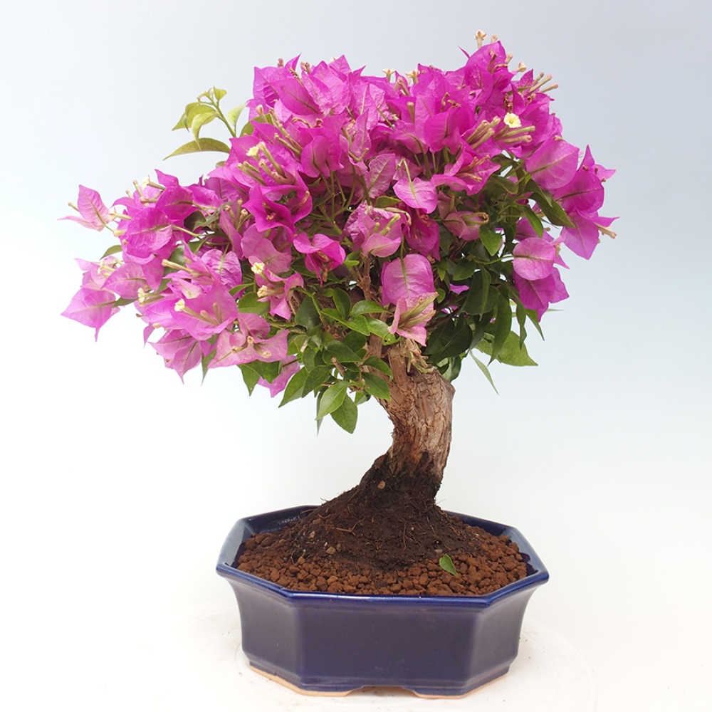 Indoor Bonsai - Bouganwilea