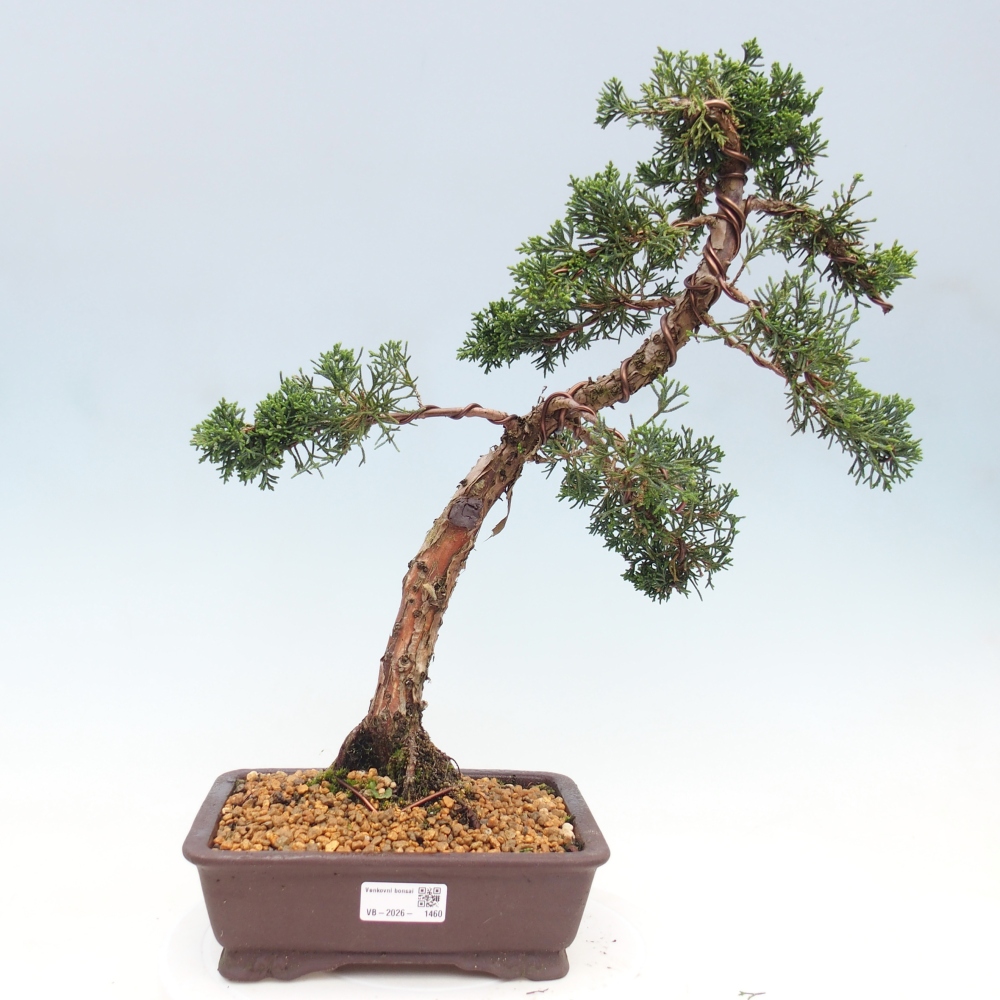 Bonsai für draußen - Juniperus chinensis Kishu