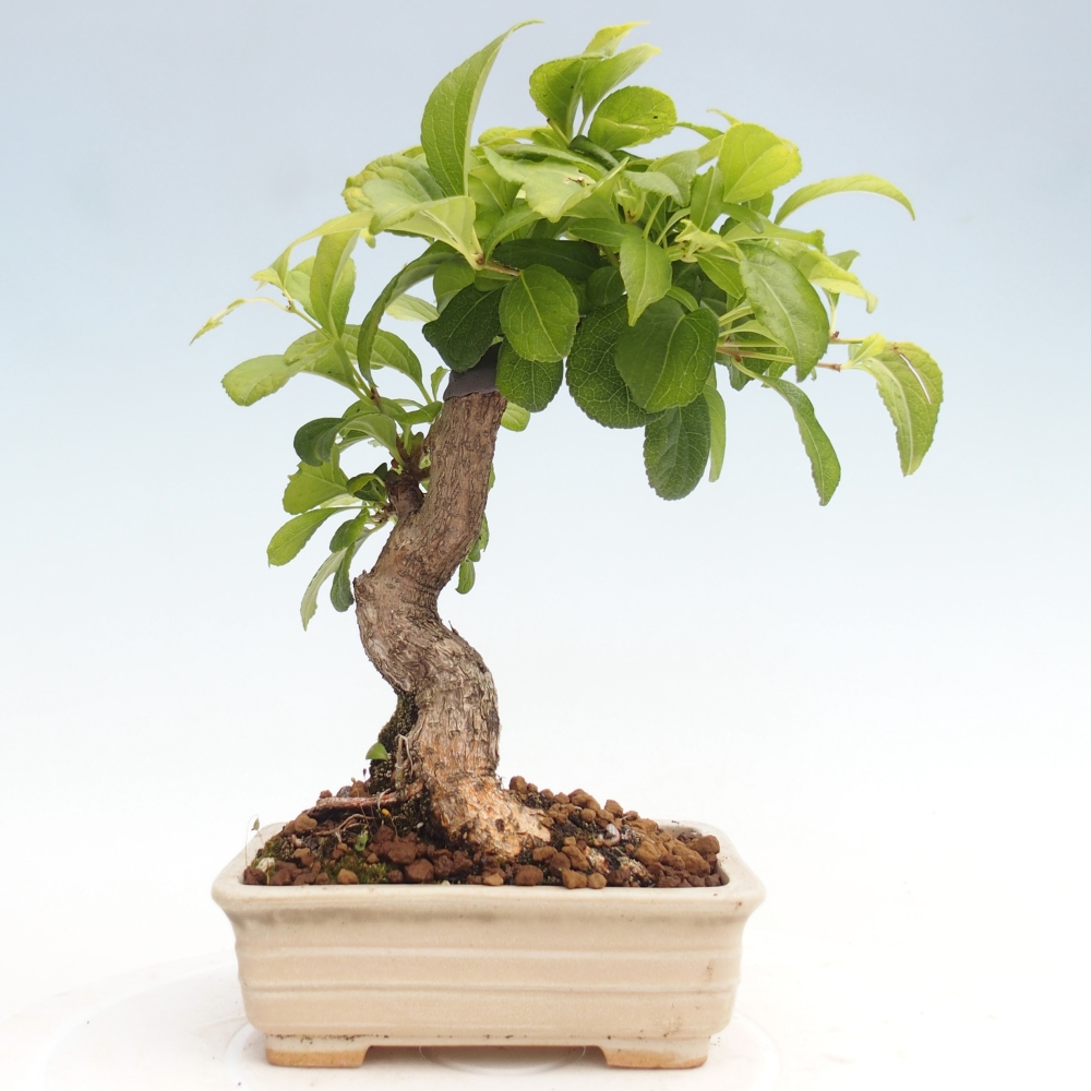 Outdoor-Bonsai - Celastrus Jesenec