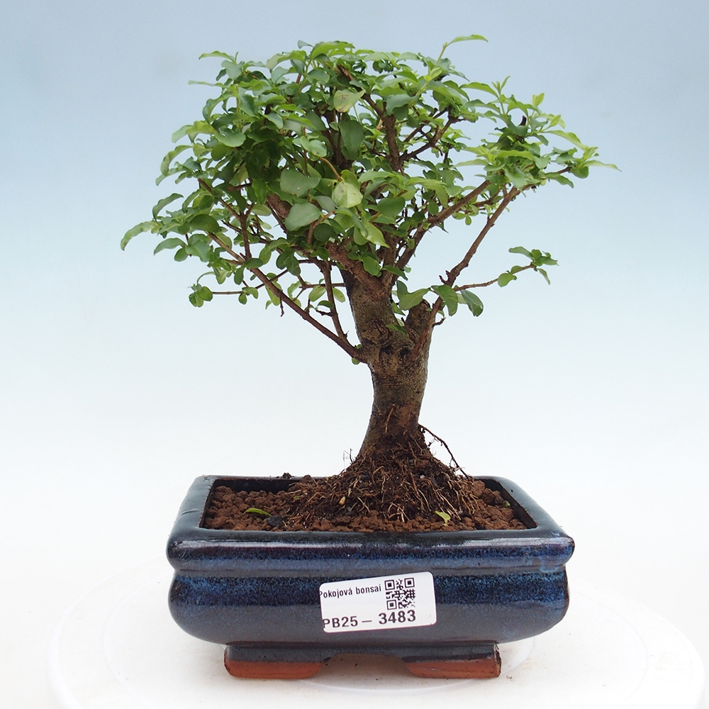 Zimmer Bonsai -Ligustrum chinensis - Vogelschnabel