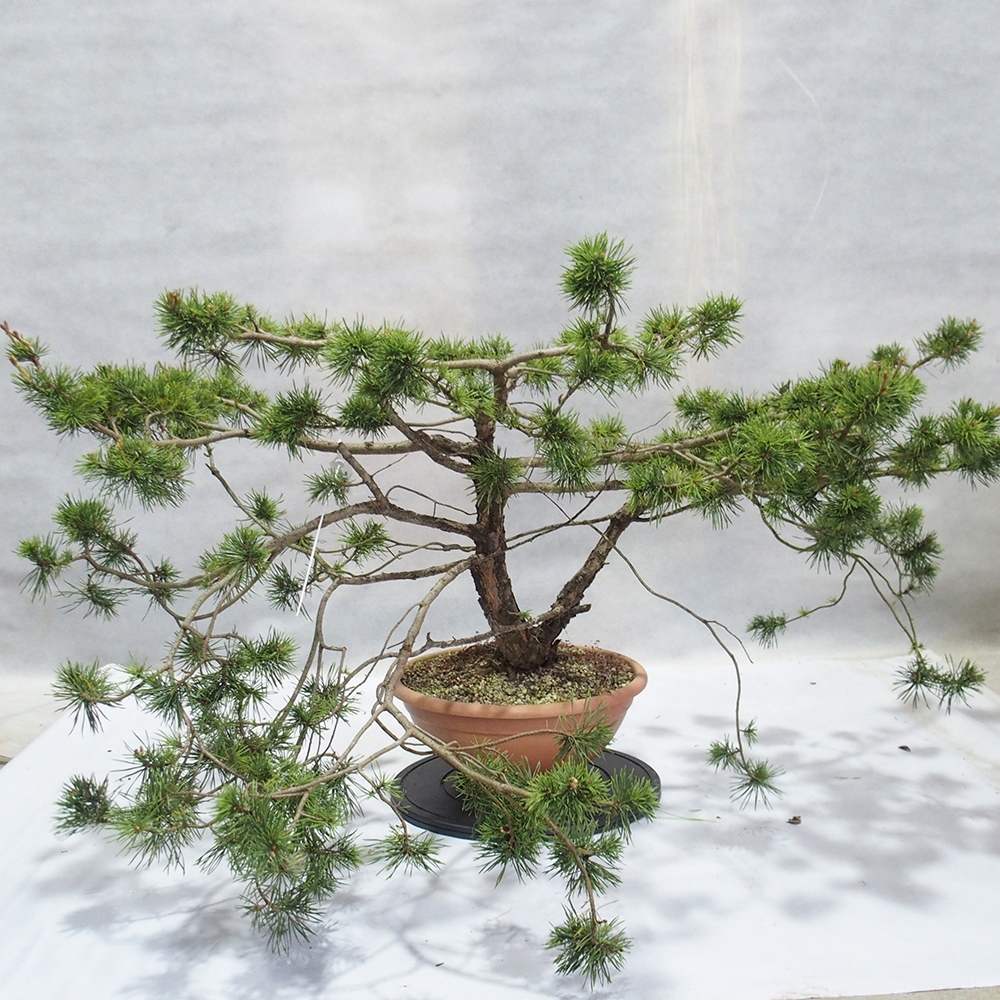 Yamadori - Pinus sylvestris 