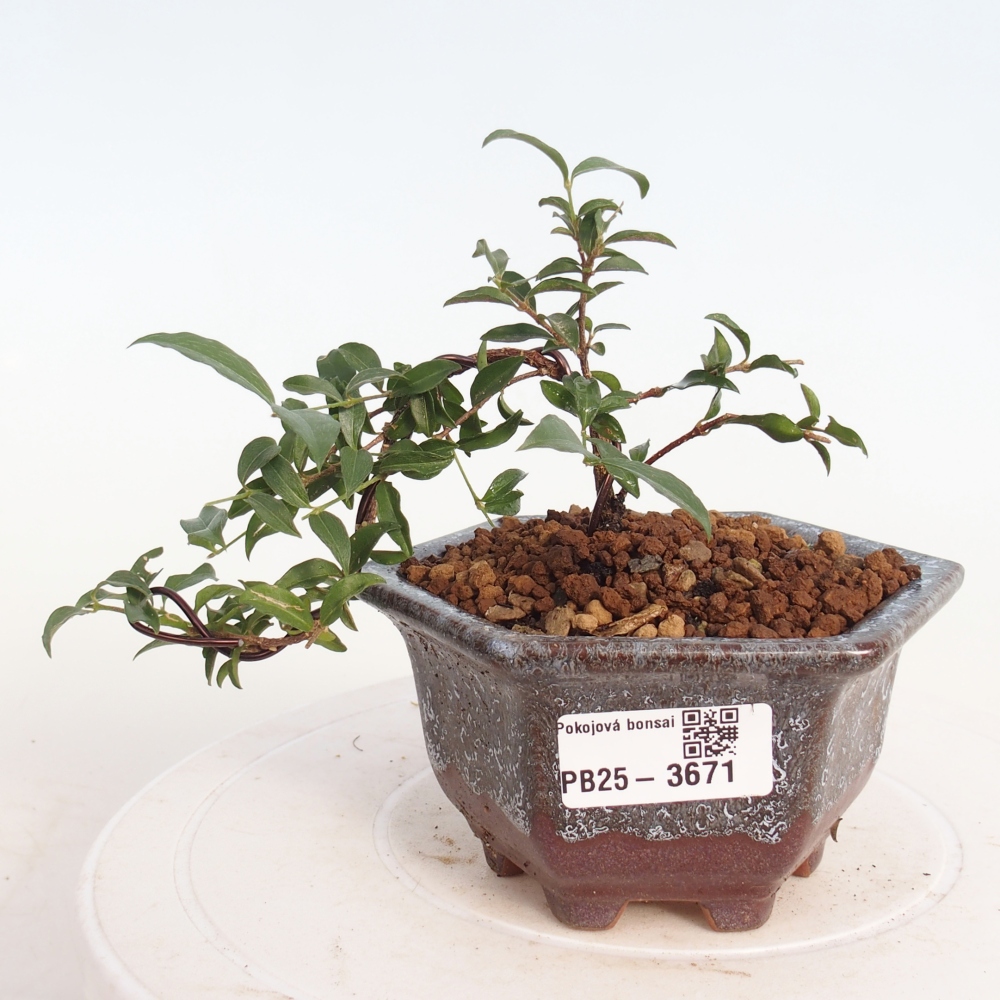 Zimmer Bonsai - Malpighia coccigera- Barbdor Kirsche