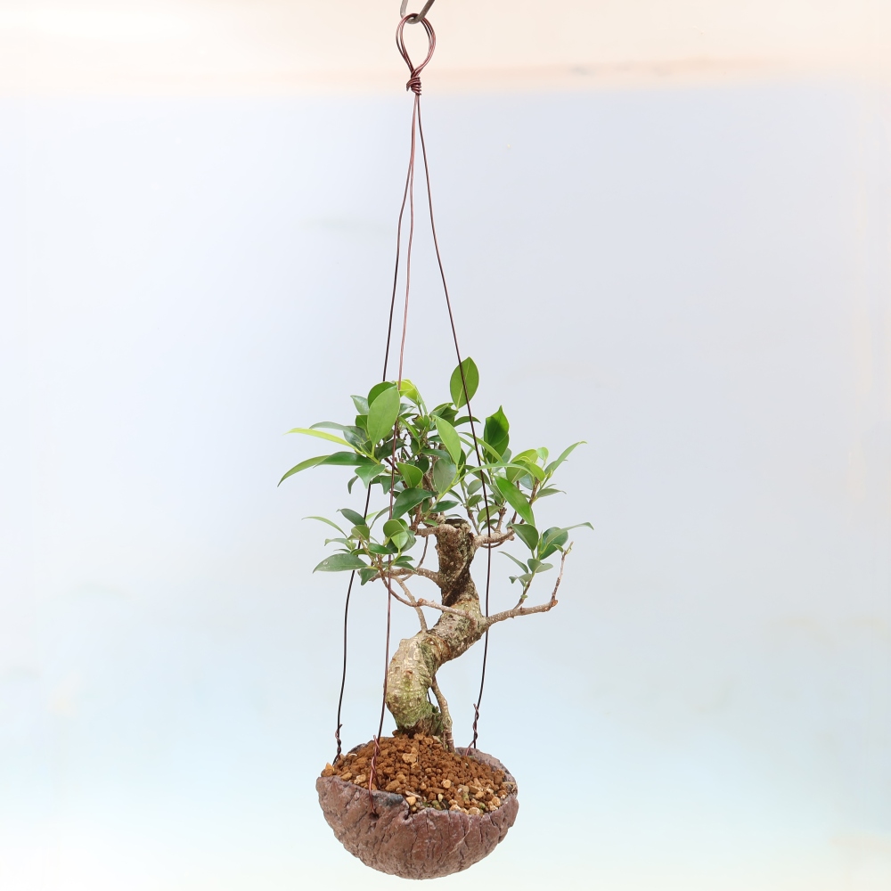 Kokedama in Keramik - Kleinblättriger Ficus - Ficus kimmen