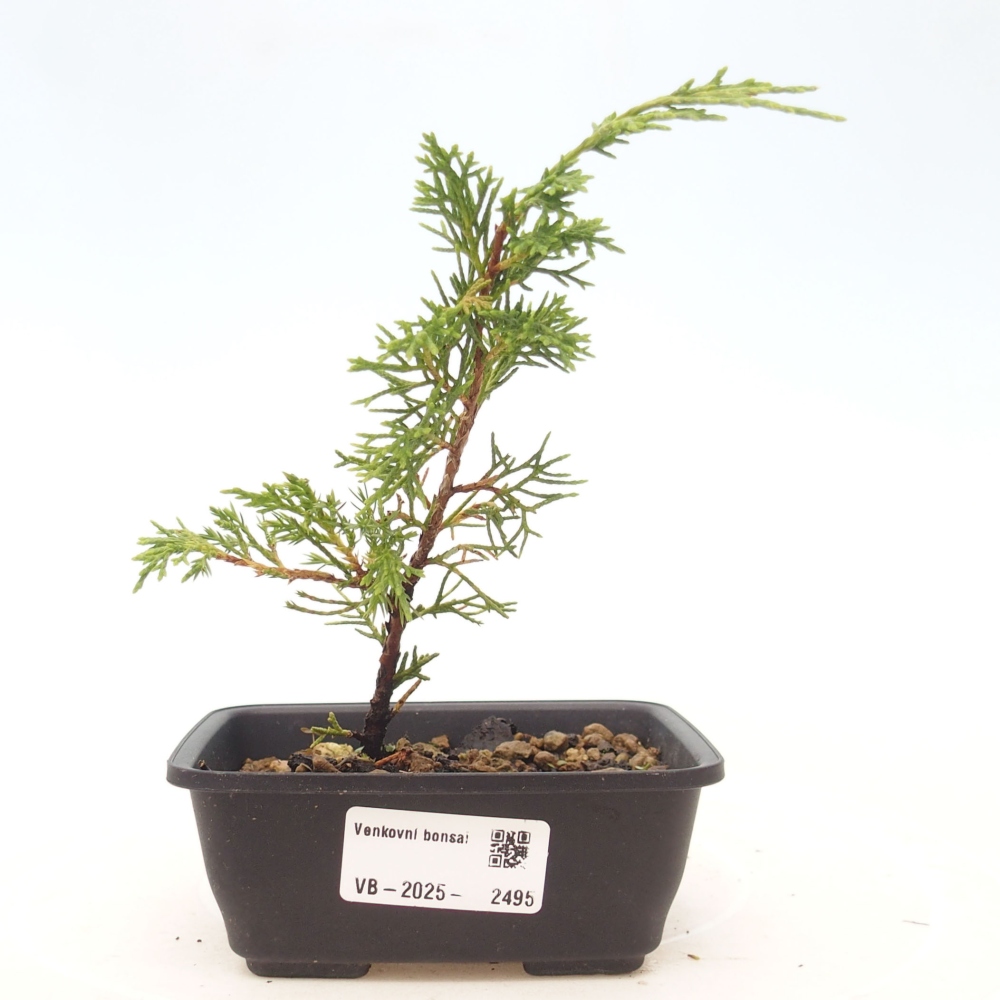 Outdoor bonsai - Juniperus chinensis Itoigawa - Chinese juniper