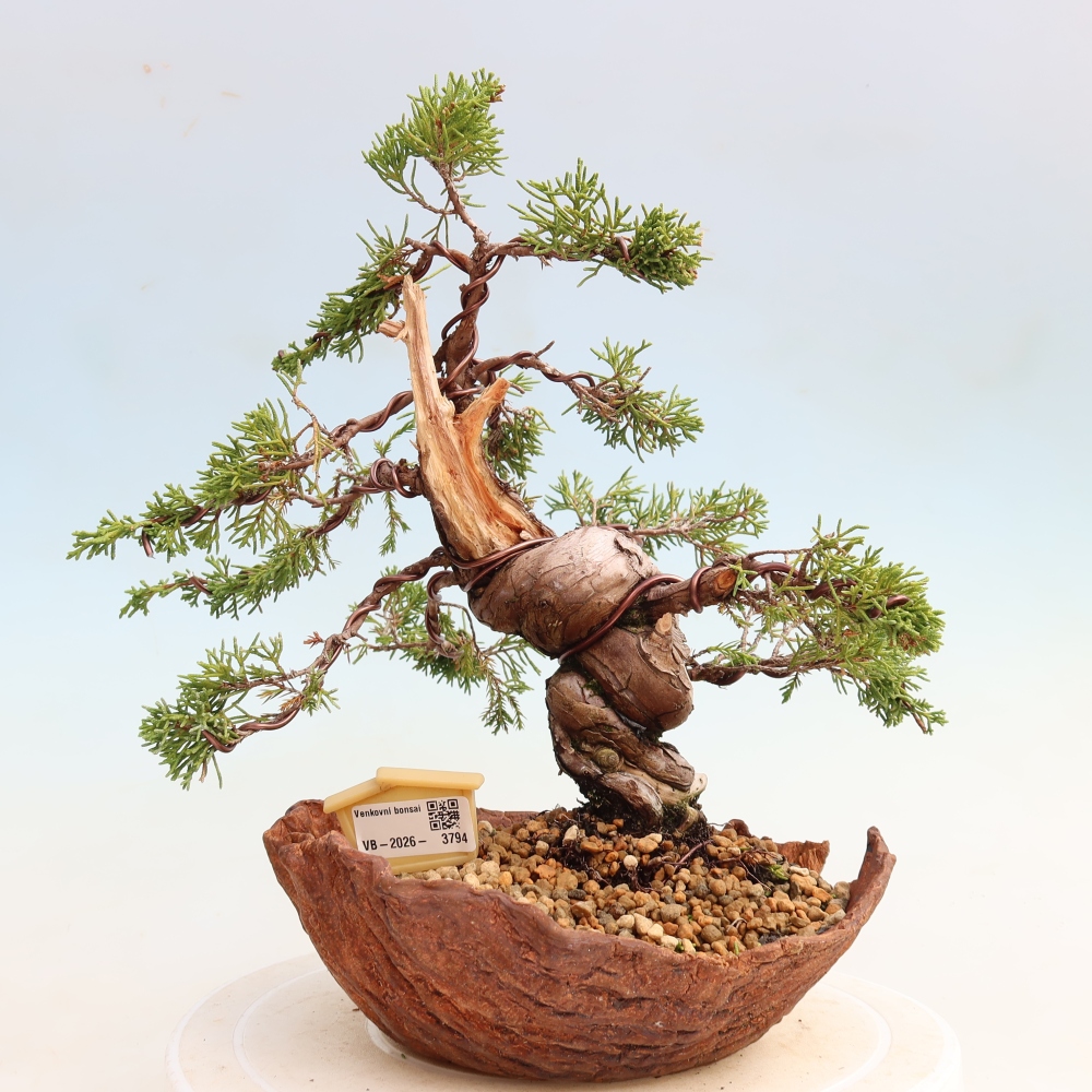 Bonsai für draußen - Juniperus chinensis Itoigawa-Juniperus chinensis