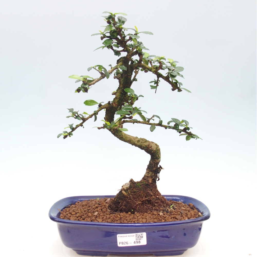 Zimmer-Bonsai - Carmona macrophylla - Tee-Fuki