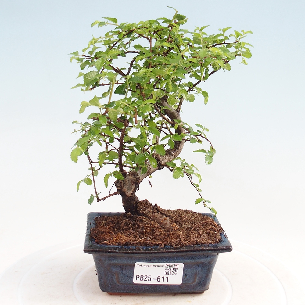 Zimmerbonsai - Ulmus parvifolia - Kleinblättrige Ulme