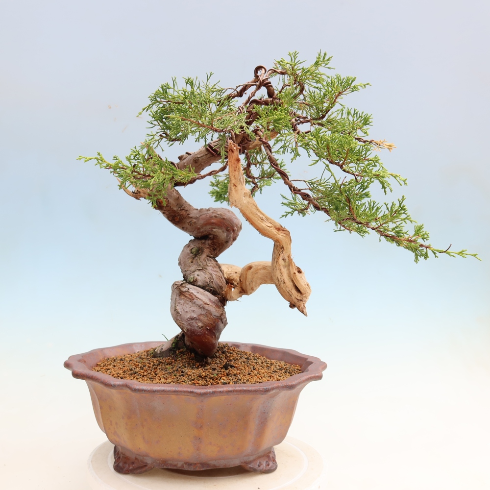 Bonsai für draußen - Juniperus chinensis Itoigawa-Juniperus chinensis