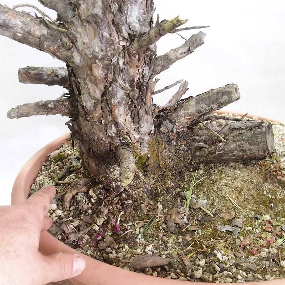 Yamadori - Pinus sylvestris 