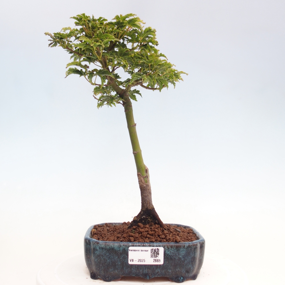 Bonsai im Freien - Acer palmatum Shishigashira-Ahorn