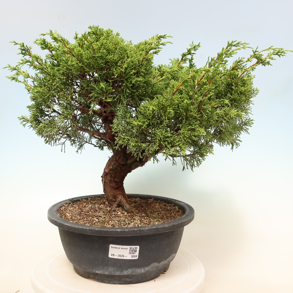 Bonsai für draußen - Juniperus chinensis Itoigawa-Juniperus chinensis