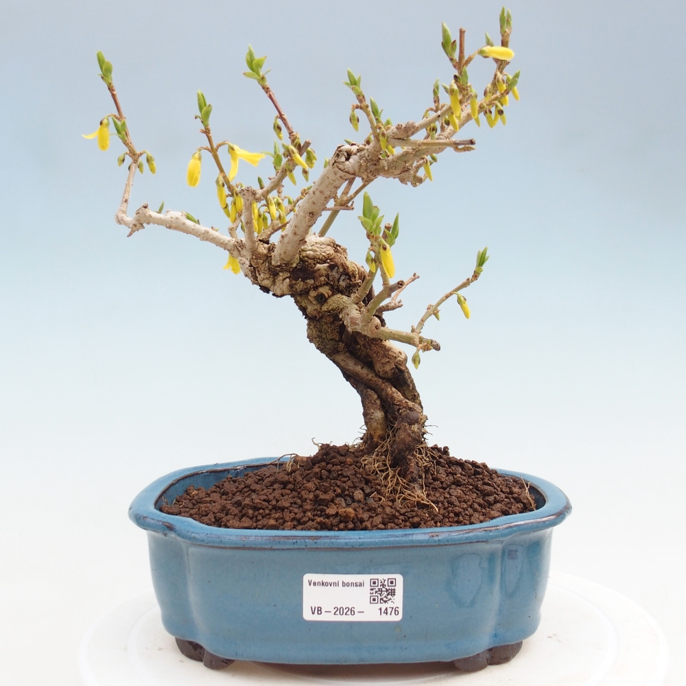 Bonsai für draußen - Zlatice - Forsythia koreana