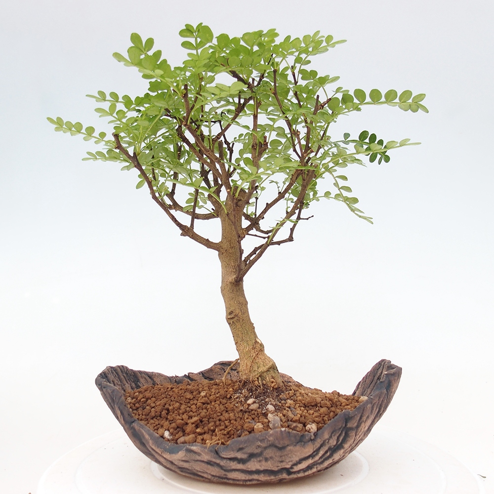 Zimmer Bonsai - Zantoxylum piperitum - Pfefferbaum