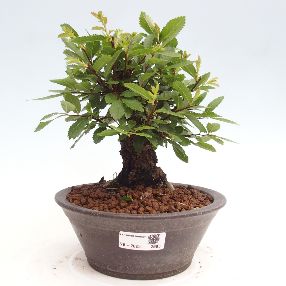 Bonsai im Freien - Zelkova - Zelkova NIRE