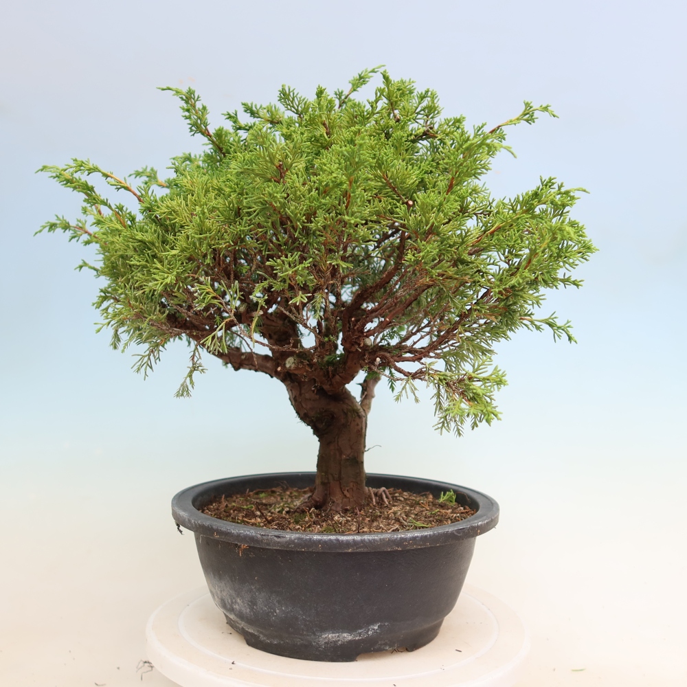 Bonsai für draußen - Juniperus chinensis Itoigawa-Juniperus chinensis