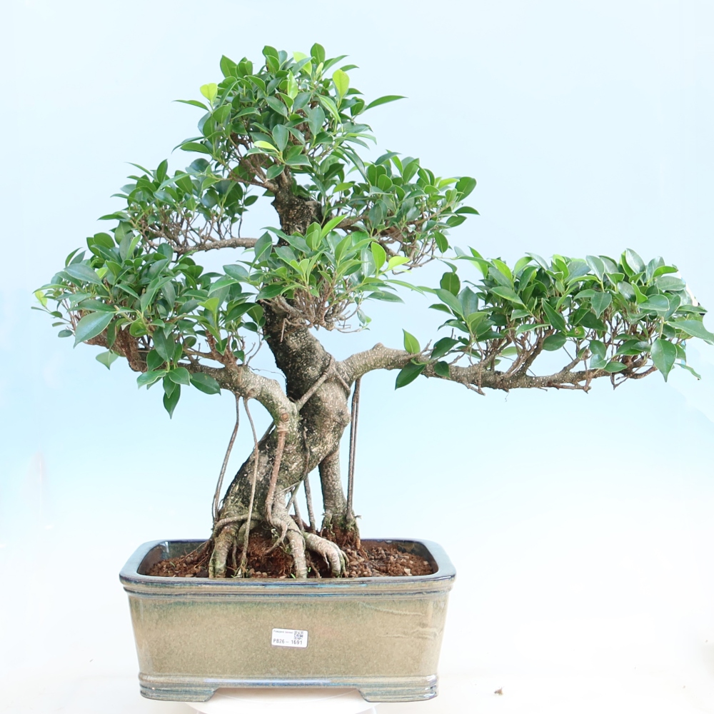 Zimmerbonsai - Ficus kimmen - Kleinblättriger Ficus