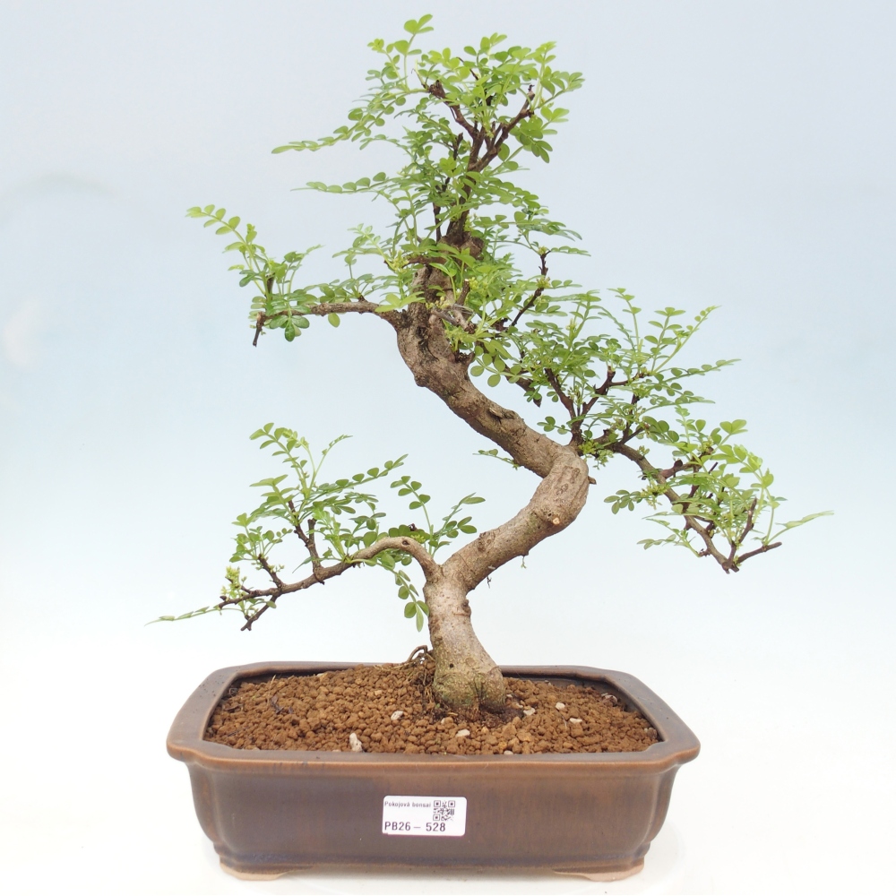 Zimmer Bonsai - Zantoxylum piperitum - Pfefferbaum