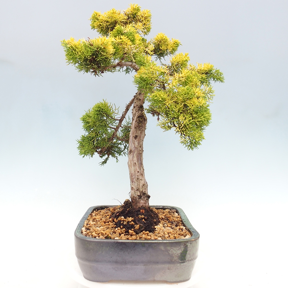 Bonsai im Freien - Juniperus chinensis plumosa aurea - Chinesischer Goldwacholder