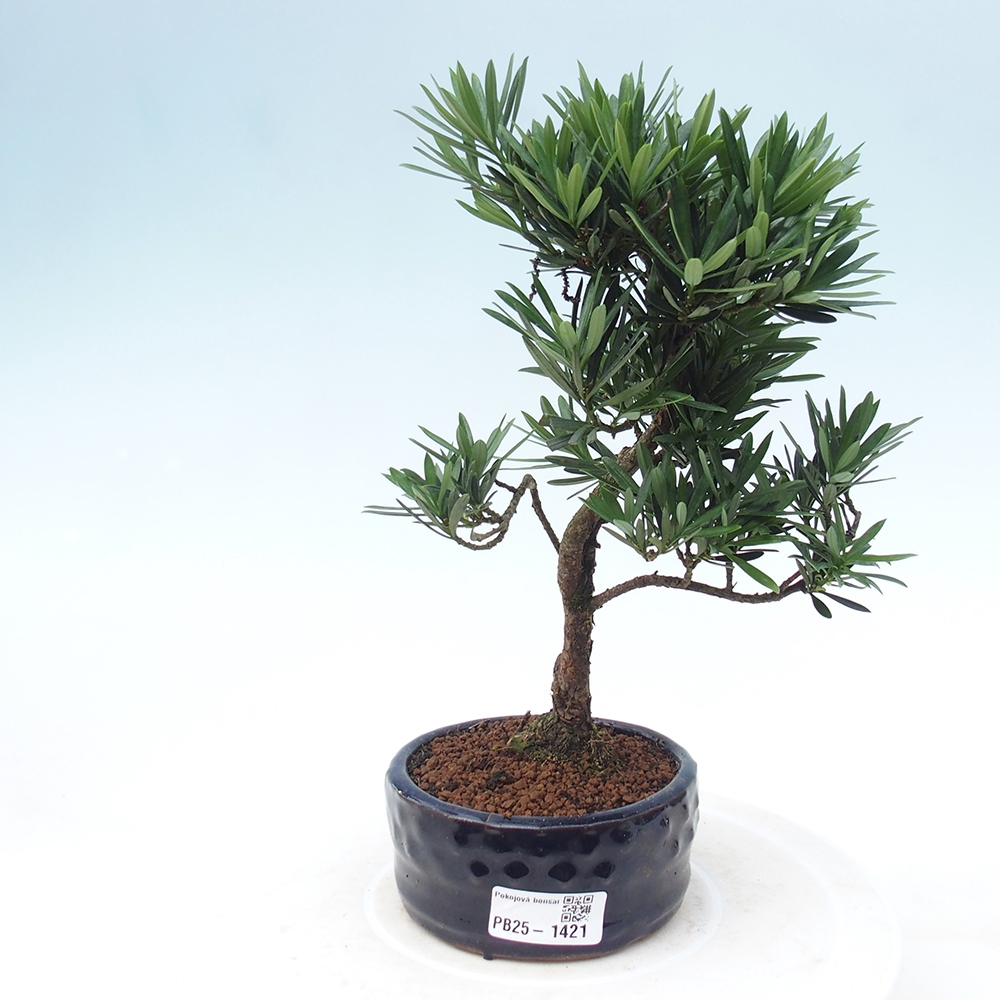 Indoor-Bonsai - Podocarpus - Stein tausend