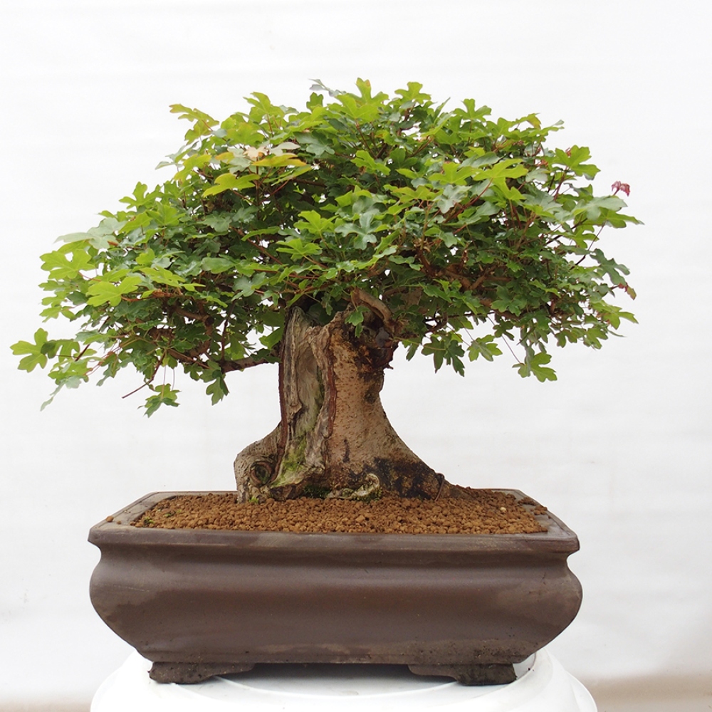 Bonsai im Freien - Französischer Ahorn - Acer Nonspessulanum