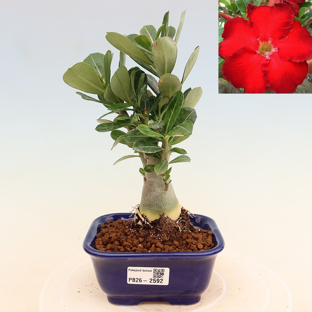 Zimmerbonsai – Adenium obesum „Red Star“ – Wüstenrose