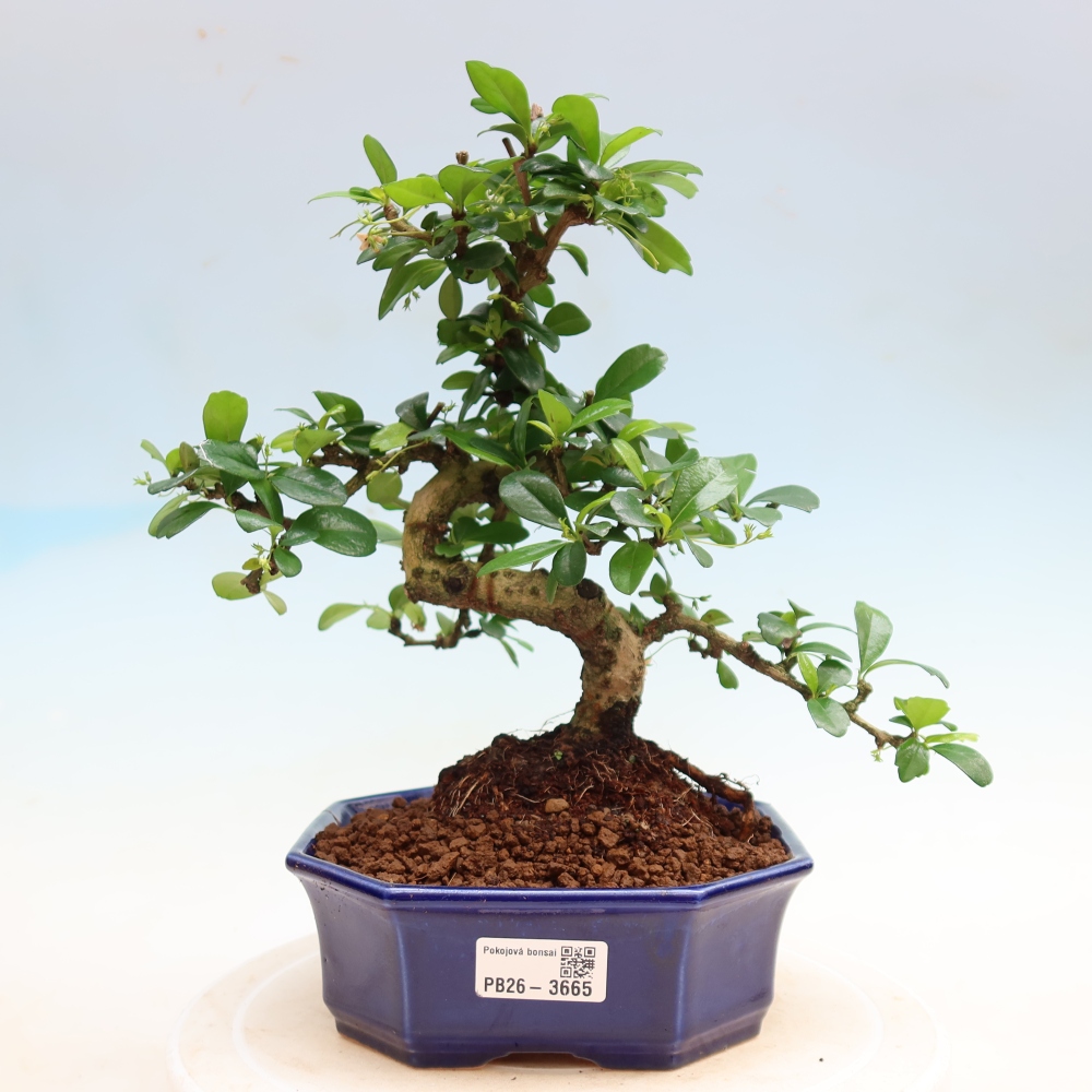 Zimmer-Bonsai - Carmona macrophylla - Tee-Fuki