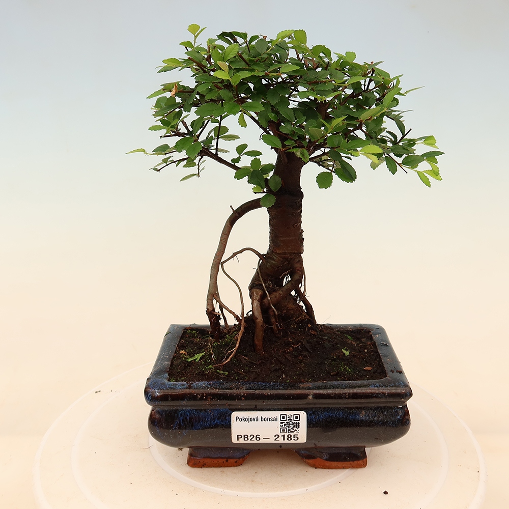 Zimmerbonsai - Ulmus parvifolia - Kleinblättrige Ulme