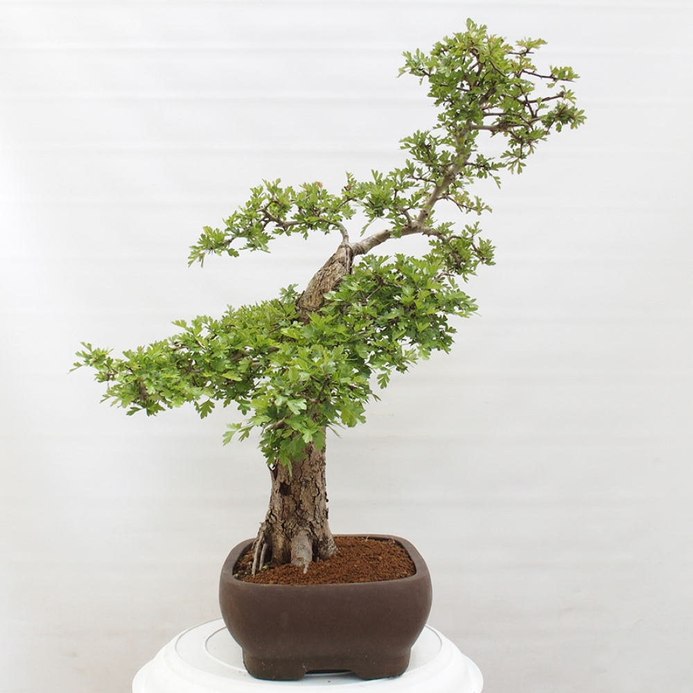 Bonsai im Freien - Weißdorn - Crataegus monogyna