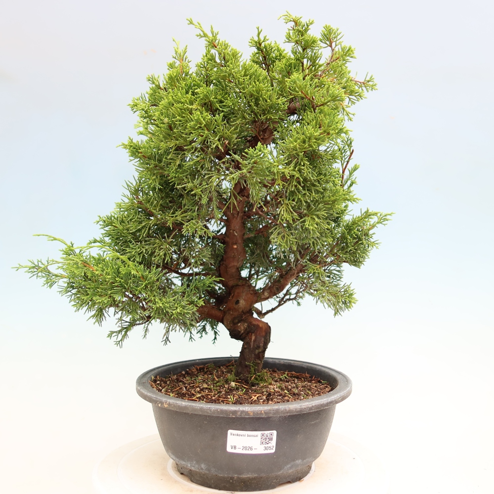 Bonsai für draußen - Juniperus chinensis Itoigawa-Juniperus chinensis
