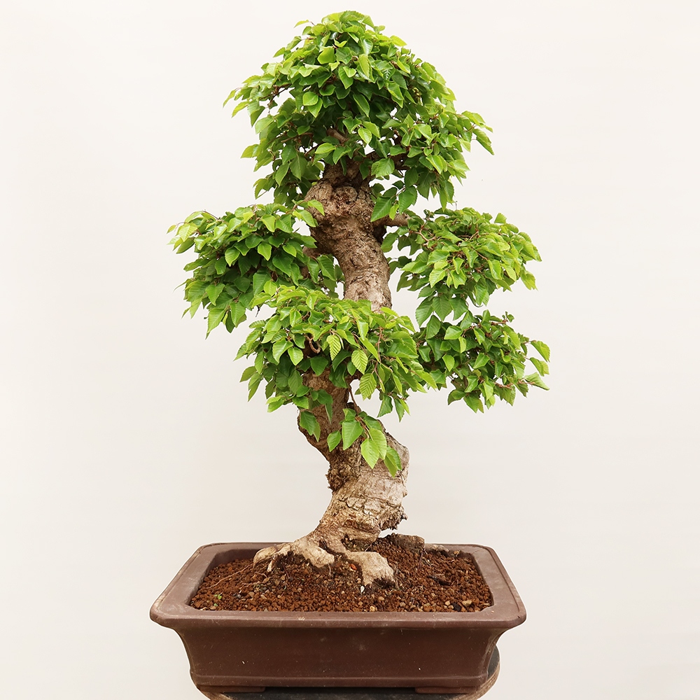 Bonsai im Freien - Carpinus Coreana - Koreanische Hainbuche