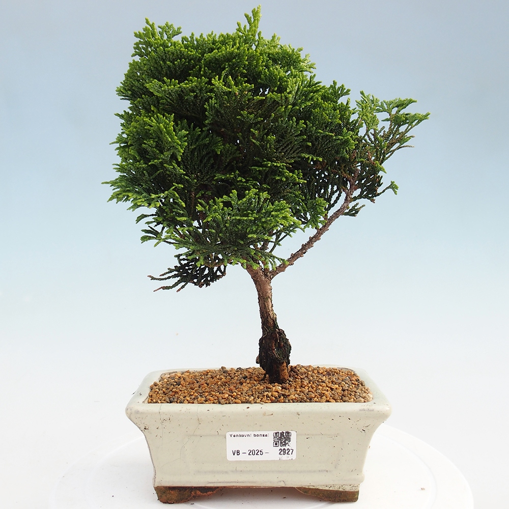Outdoor-Bonsai - Cham.pis obtusa Nana Gracilis - Zypresse