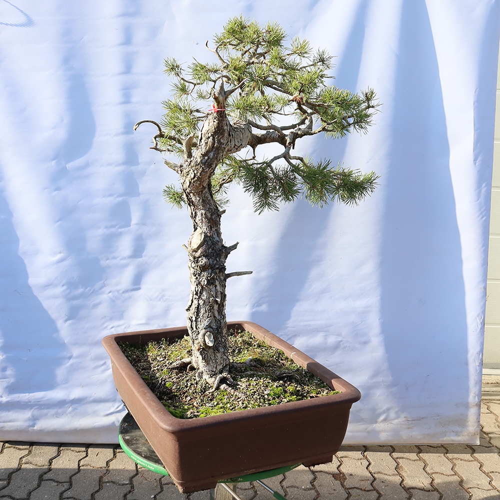 Pinus sylvestris Spanien – Waldkiefer