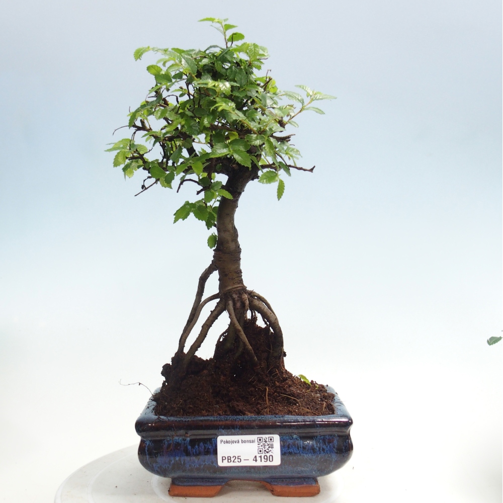 Zimmerbonsai - Ulmus parvifolia - Kleinblättrige Ulme