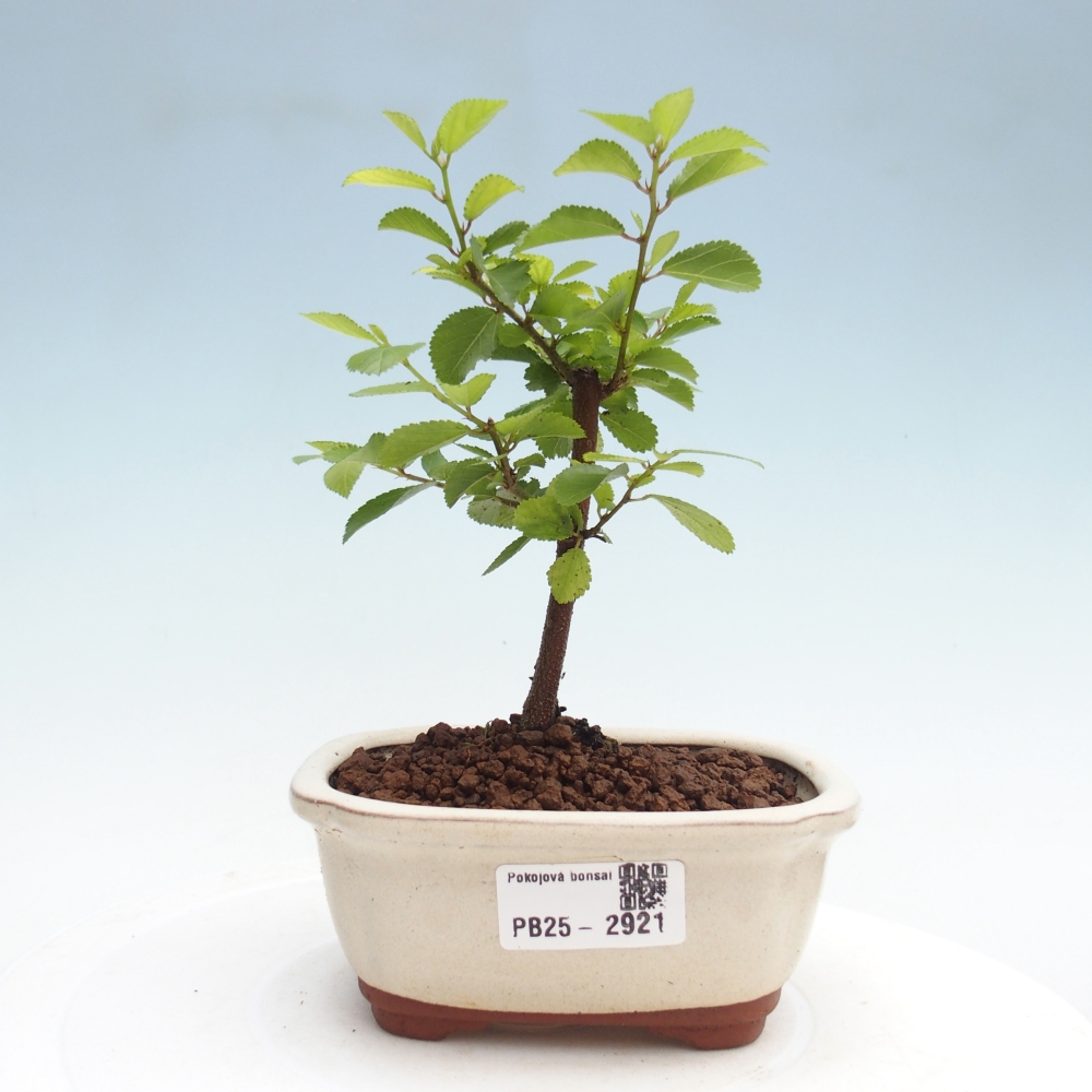 Zimmerbonsai - Grewia occidentalis - Lavendelstern