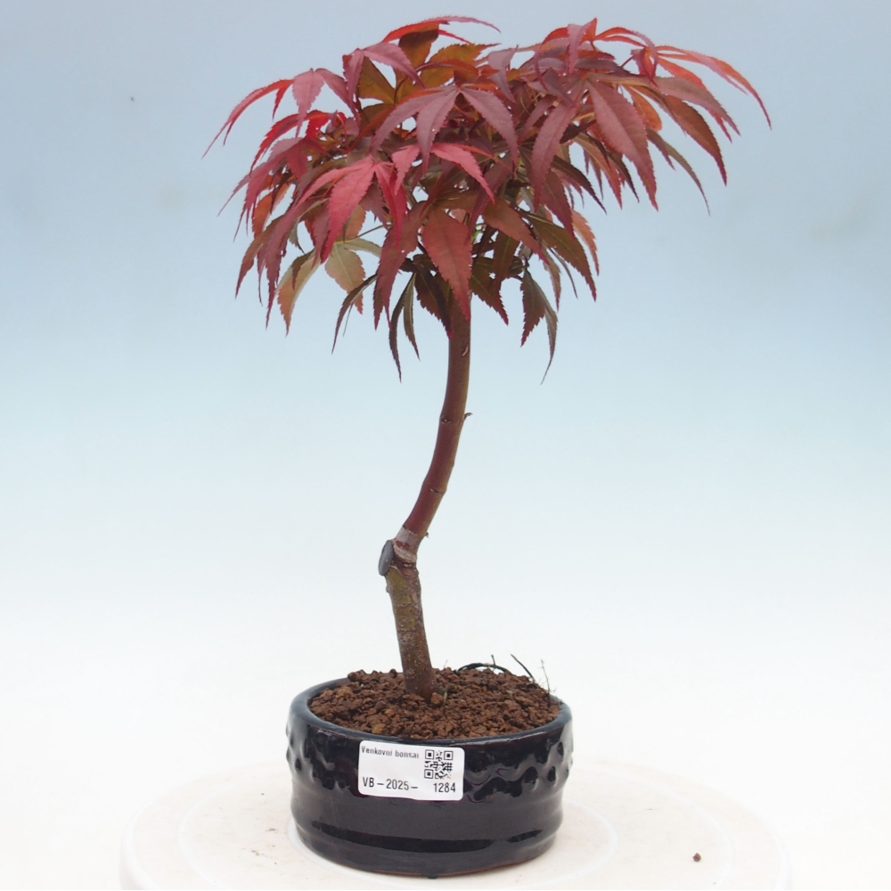 Bonsai im Freien - Acer-Palme. Atropurpureum-Palmenblatt-Ahorn