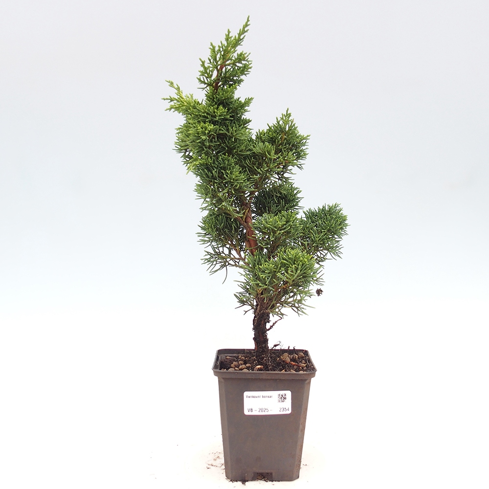 Outdoor-Bonsai - Juniperus chinensis Kishu - Chinesischer Wacholder