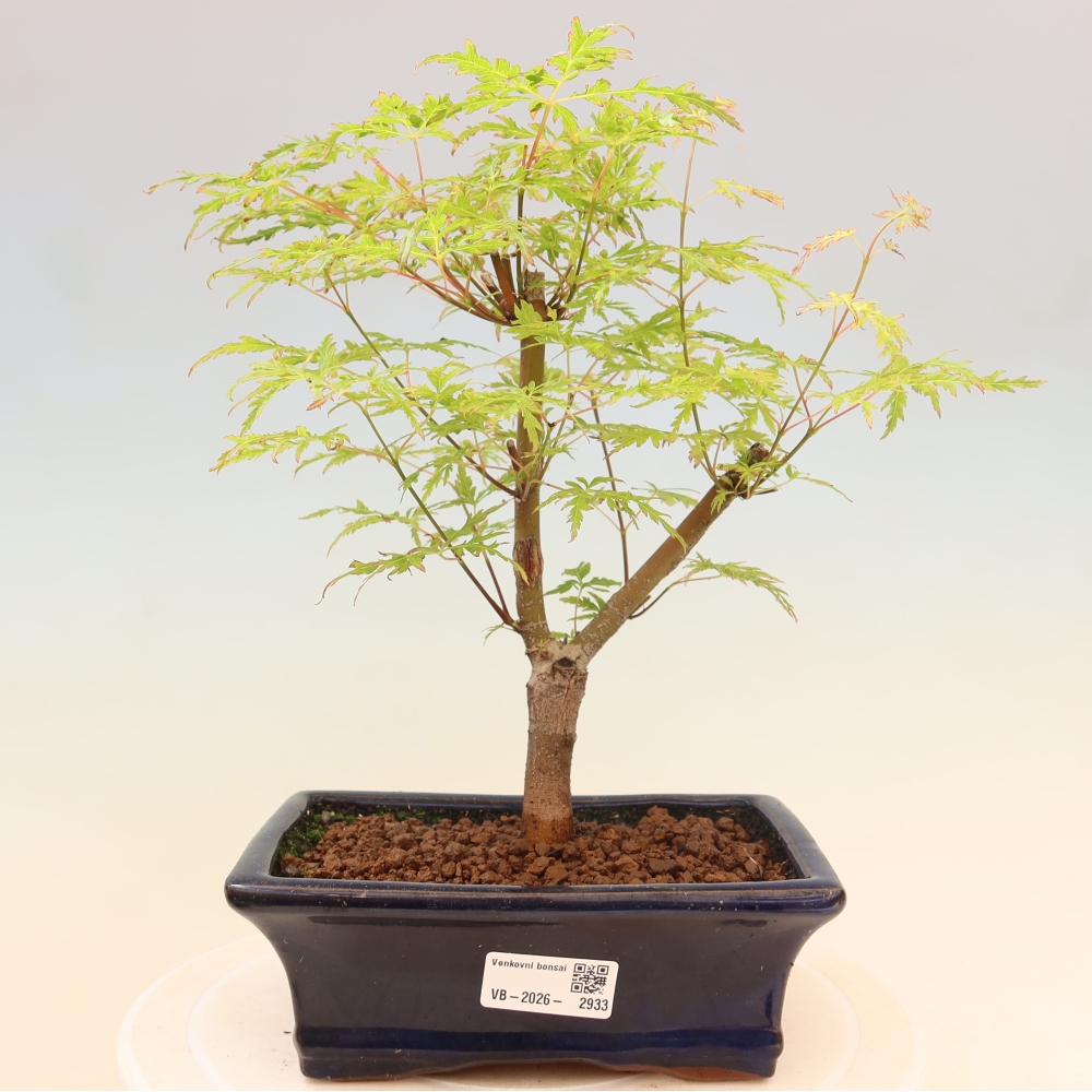 Bonsai für draußen - Acer palmatum Dissectum