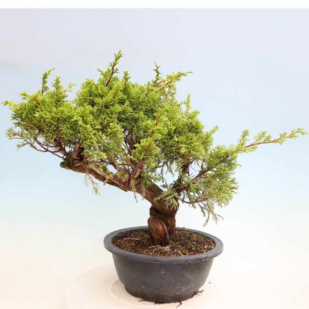 Bonsai für draußen - Juniperus chinensis Itoigawa-Juniperus chinensis
