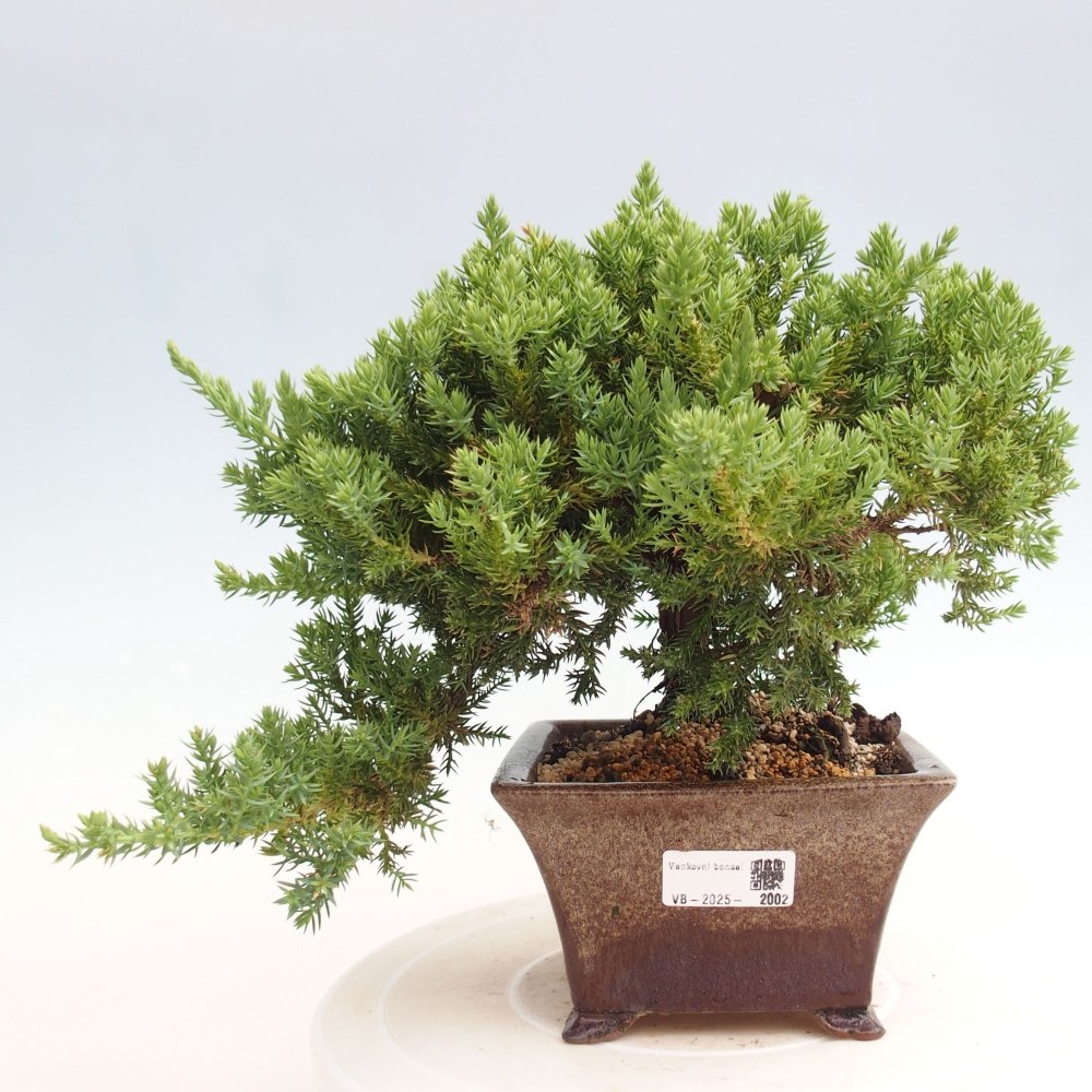 Bonsai im Freien - Juniperus procumbens - Niedergeworfener Wacholder
