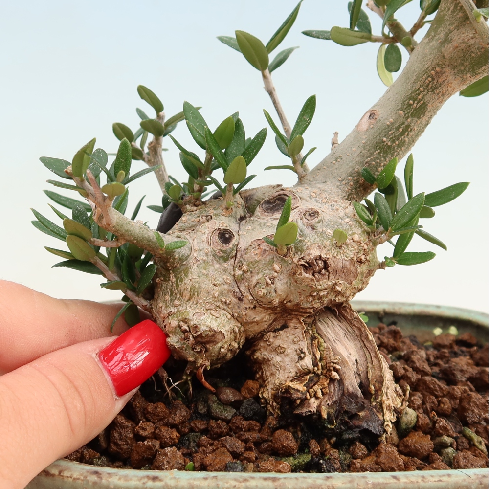 Zimmerbonsai - Olea europaea sylvestris