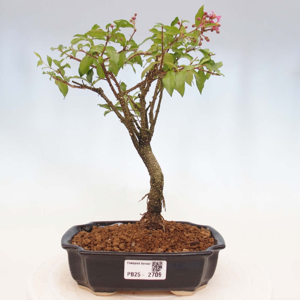 Zimmerbonsai - Malpighia coccigera - Barbdor-Kirsche